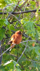 Sephanoides fernandensis