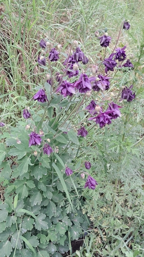 Aquilegia yabeana