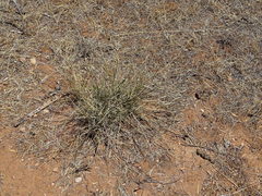 Lomandra effusa