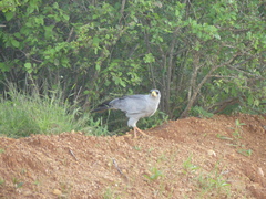 Melierax poliopterus