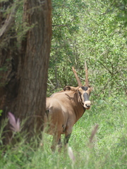 Oryx beisa callotis