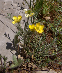Ranunculus neocuneatus