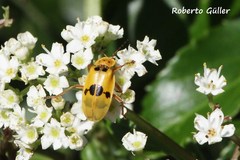 Chauliognathus flavipes