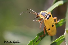 Chauliognathus flavipes
