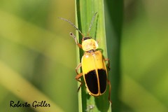 Chauliognathus flavipes