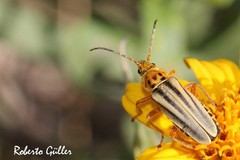 Chauliognathus scriptus