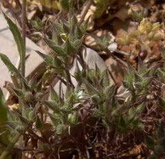 Minuartia meyeri