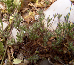 Minuartia meyeri