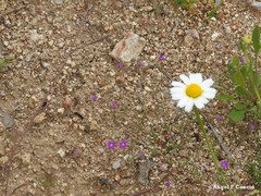 Spergularia purpurea