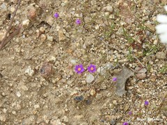 Spergularia purpurea