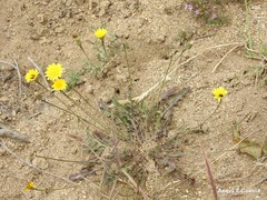 Leontodon saxatilis saxatilis