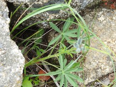 Lupinus hispanicus