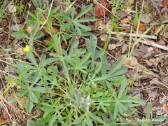 Lupinus hispanicus