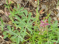 Lupinus hispanicus