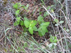 Aristolochia paucinervis
