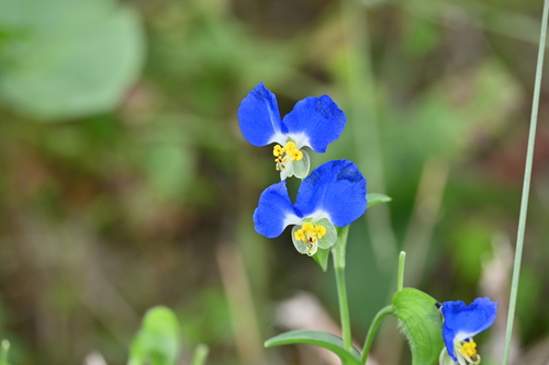 Asiatic dayflower