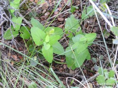 Aristolochia paucinervis