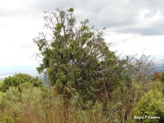 Arceuthobium oxycedri