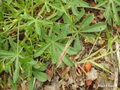 Lupinus hispanicus