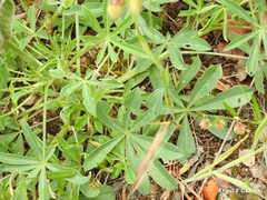 Lupinus hispanicus