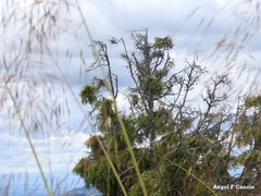 Arceuthobium oxycedri