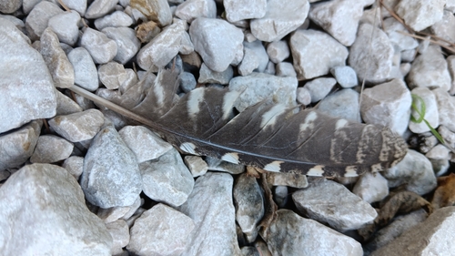 Plume de Petit-duc scops