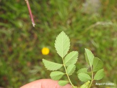 Rosa agrestis