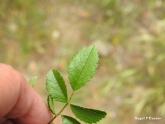 Rosa agrestis