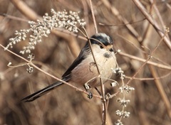 Aegithalos glaucogularis