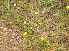 Ranunculus paludosus