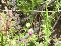 Valerianella discoidea