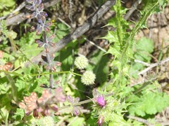 Valerianella discoidea