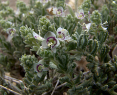 Veronica polifolia