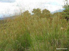 Celtica gigantea