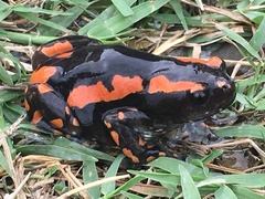 Phrynomantis bifasciatus