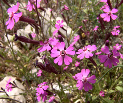Silene damascena