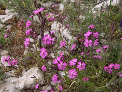 Silene damascena