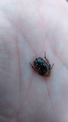 Clinteroides permutans