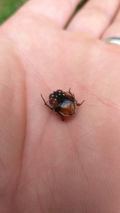 Clinteroides permutans