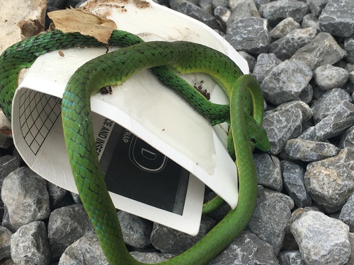 Photo of a Spotted Green Snake (Philothamnus punctatus)