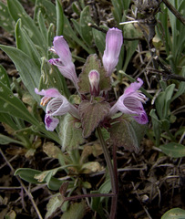 Lamium garganicum