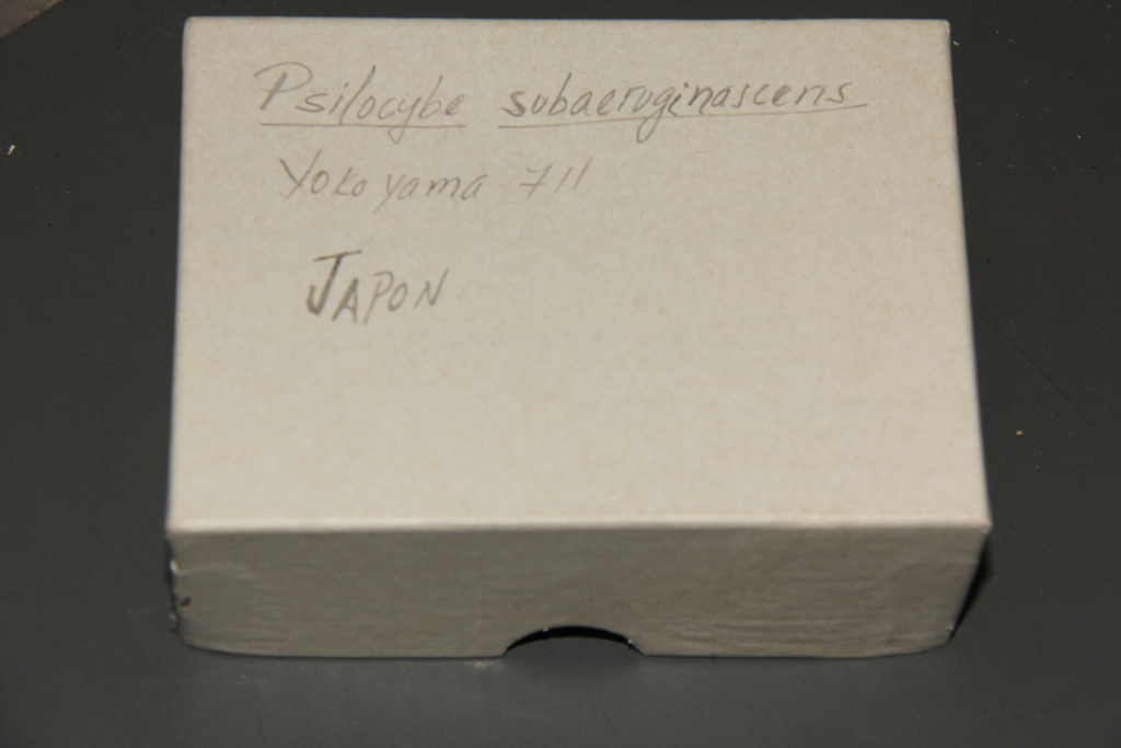 Psilocybe subaeruginascens · May 1980 · photo: © alan_rockefeller (iNaturalist, cc-by-sa)