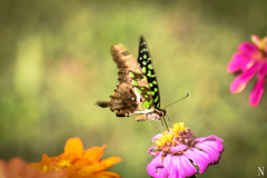 Graphium agamemnon