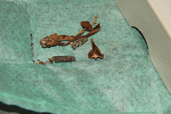 Psilocybe subaeruginascens