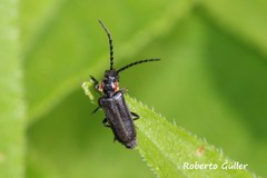 Polemius denticornis