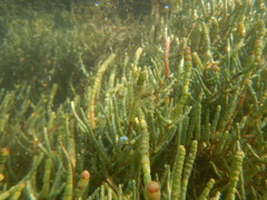 Salicornia perennis