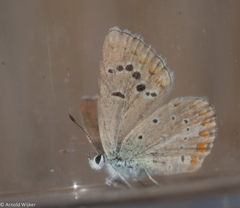 Polyommatus phyllides kentauensis