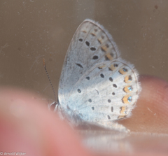Plebejus maracandicus