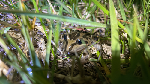 Brown Frog, Limnodynastes peronii