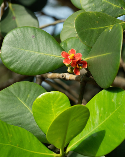 Clusia fluminensis, photograph 2